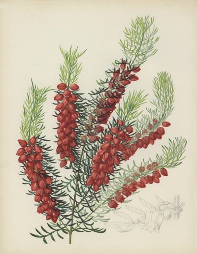 Boronia Elatior - English School